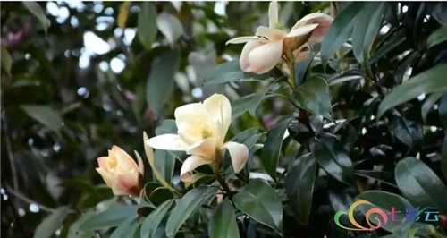 發(fā)現(xiàn)大理云龍縣發(fā)現(xiàn)國家珍稀瀕危保護(hù)植物