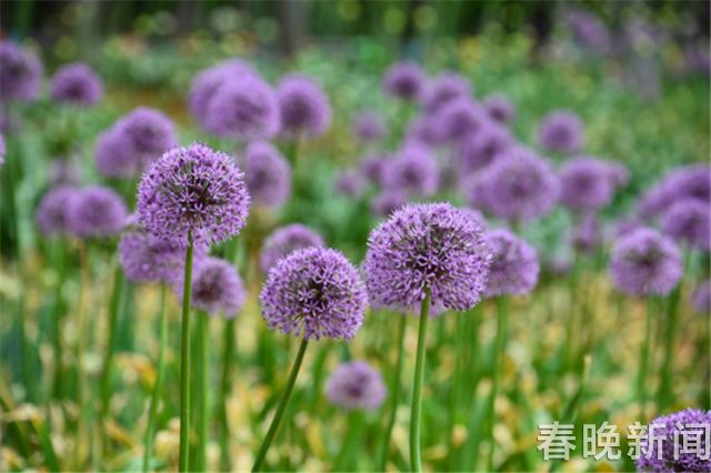 蔥花綻放昆明植物園!這么美的“廚房三寶”
