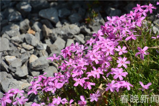 蔥花綻放昆明植物園!這么美的“廚房三寶”