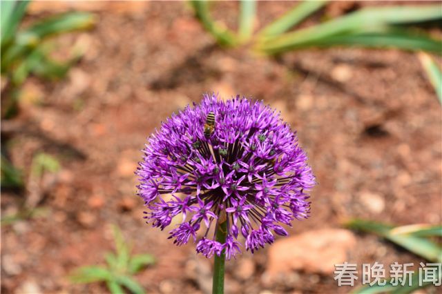 蔥花綻放昆明植物園!這么美的“廚房三寶”