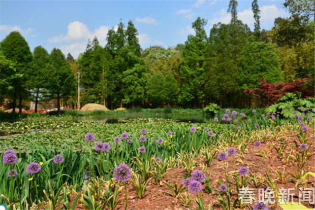 蔥花綻放昆明植物園!這么美的“廚房三寶”