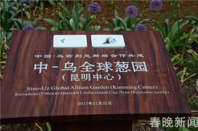 蔥花綻放昆明植物園!這么美的“廚房三寶”