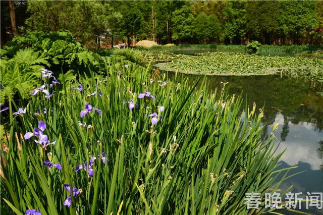 蔥花綻放昆明植物園!這么美的“廚房三寶”