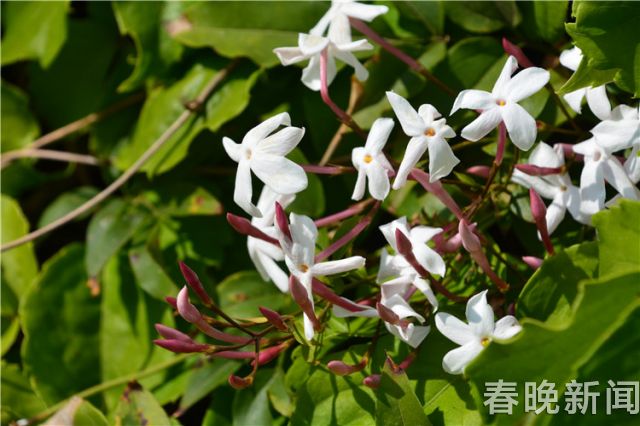 蔥花綻放昆明植物園!這么美的“廚房三寶”