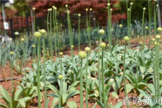 蔥花綻放昆明植物園!這么美的“廚房三寶”