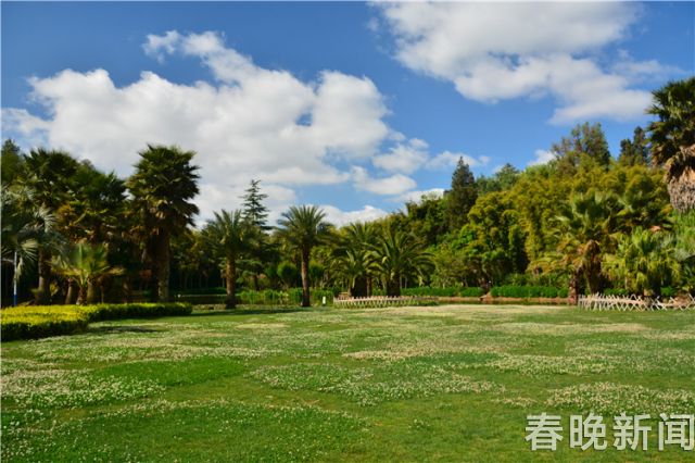 蔥花綻放昆明植物園!這么美的“廚房三寶”