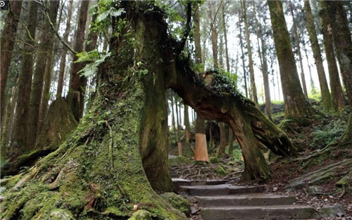 大自然創造的神奇古樹