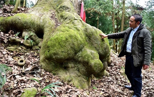 大自然創造的神奇古樹