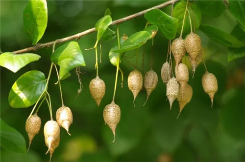 我國幾種珍稀瀕危植物