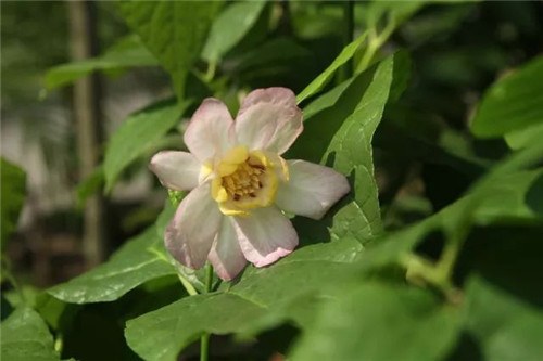 我國幾種珍稀瀕危植物