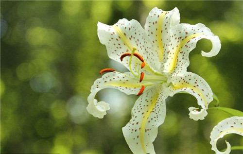 這5種清香花卉你要養，開花了，比香水還香！