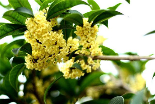 這5種清香花卉你要養，開花了，比香水還香！