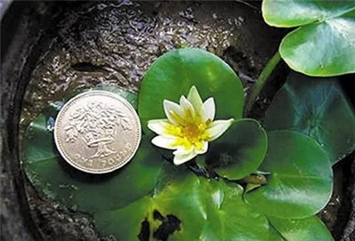 村民為了方便洗衣服差點沒絕了珍貴植物