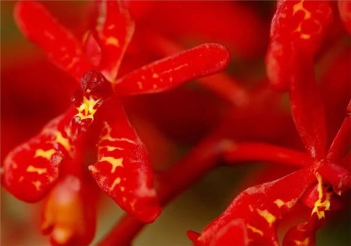 遠看似烈火，珍稀瀕危植物火焰蘭