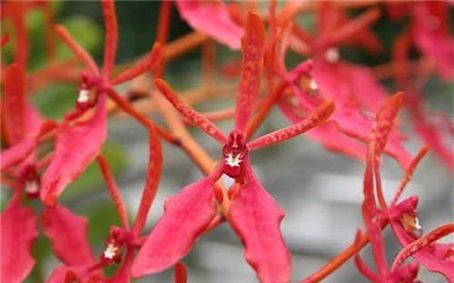 遠看似烈火，珍稀瀕危植物火焰蘭