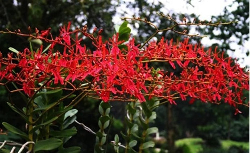 遠看似烈火，珍稀瀕危植物火焰蘭