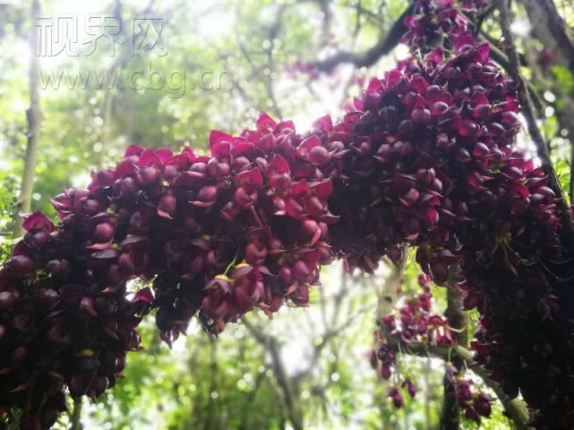 千年牛馬藤古樹盛開奇特紫花