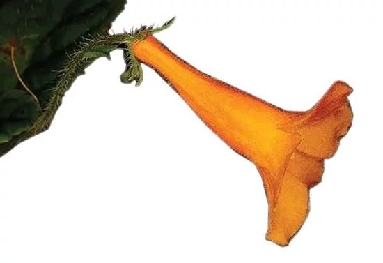 昆明植物研究所在越南發現苦苣苔科兩個新種