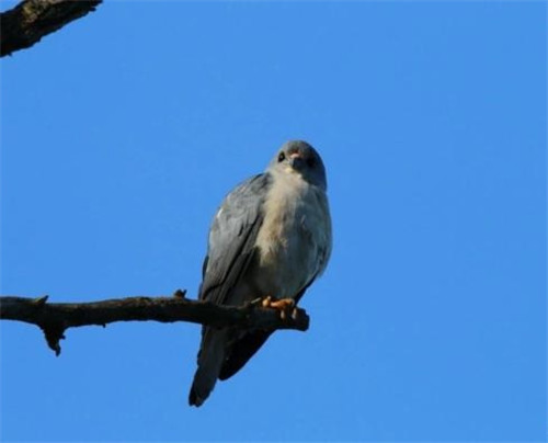 強化科技支撐 呵護生物多樣性