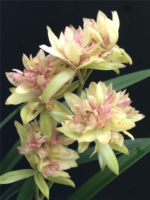 喜歡香味花卉的選它準(zhǔn)沒錯(cuò)，比較好養(yǎng)