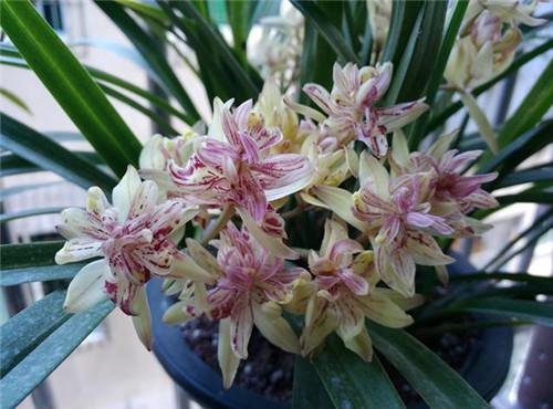 喜歡香味花卉的選它準(zhǔn)沒錯(cuò)，比較好養(yǎng)