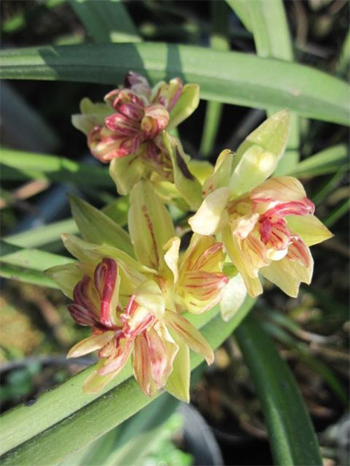 喜歡香味花卉的選它準(zhǔn)沒錯(cuò)，比較好養(yǎng)