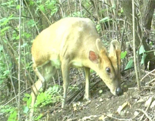 六盤山國家級自然保護區發現新記錄種--赤麂