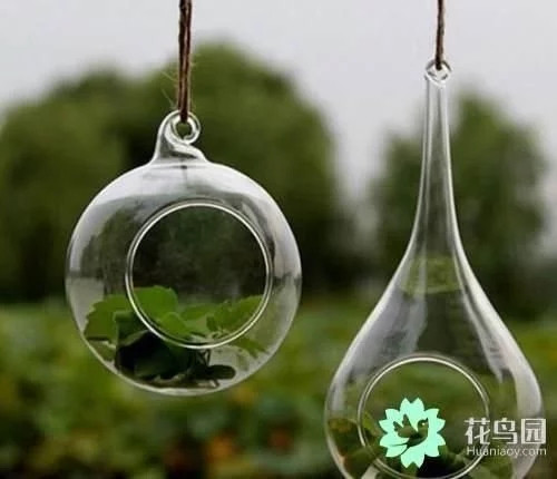 生動綠意場景：家庭微景觀設計