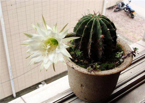 農村最普通的花卉,從來不用澆水