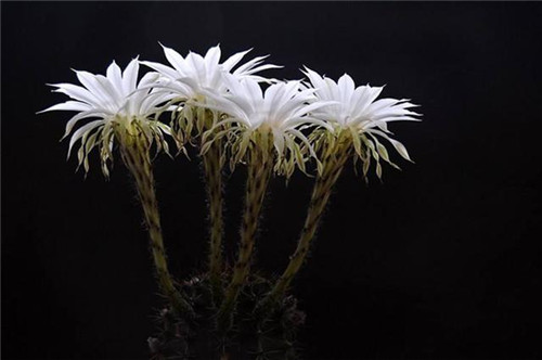 農村最普通的花卉,從來不用澆水