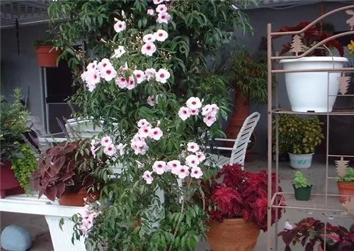 8種開花五顏六色的盆栽花卉花期半年以上