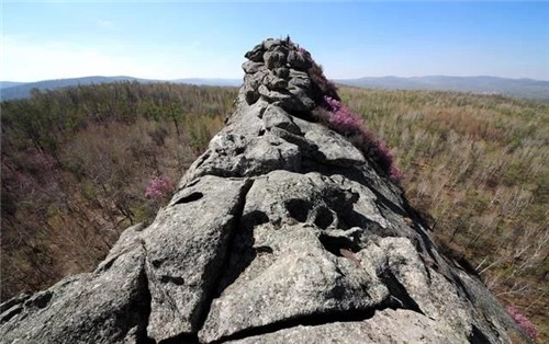 阿里河國家森林公園已成杜鵑花海