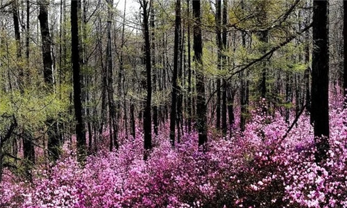 阿里河國家森林公園已成杜鵑花海