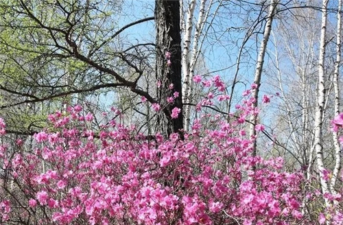阿里河國家森林公園已成杜鵑花海
