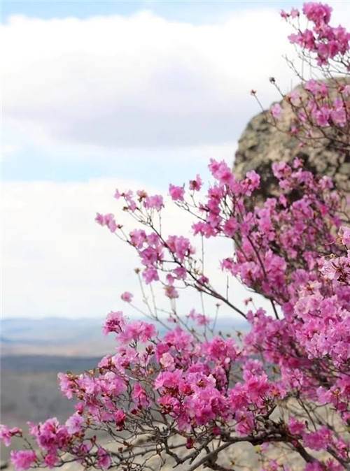 阿里河國家森林公園已成杜鵑花海