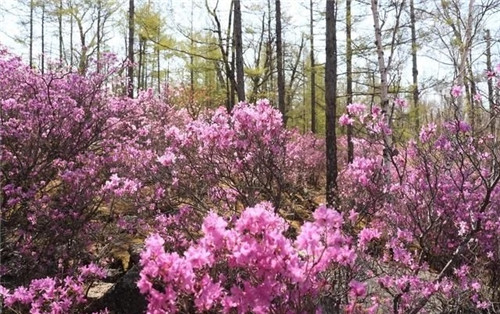 阿里河國家森林公園已成杜鵑花海