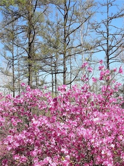 阿里河國家森林公園已成杜鵑花海