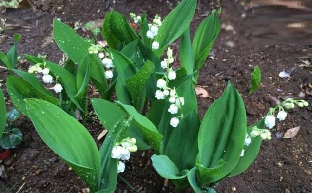 風鈴草——花量大，氣味香甜，花漂亮