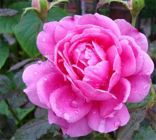 4種常見花卉施肥方法讓你養出美麗的花朵