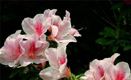 4種常見花卉施肥方法讓你養出美麗的花朵