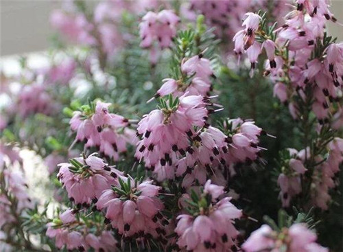 歐石楠——花朵漂亮高雅，花期長