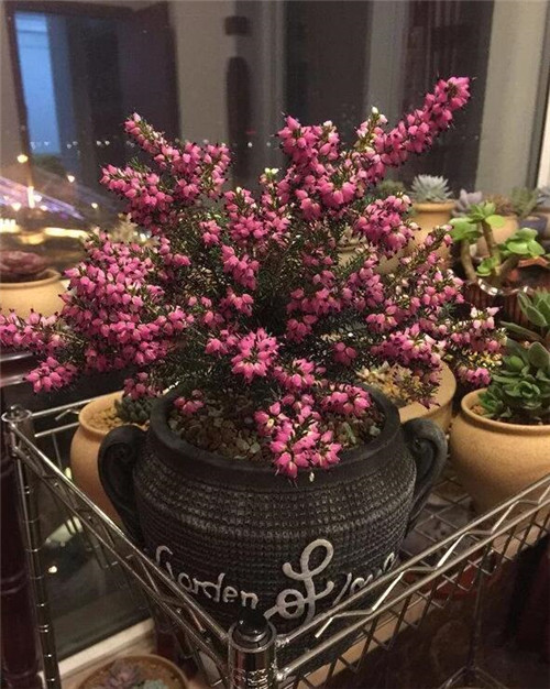 歐石楠——花朵漂亮高雅，花期長