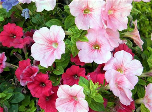 這8種夏天開花植物，越曬太陽，開花越猛