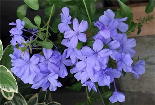 這8種夏天開花植物，越曬太陽，開花越猛