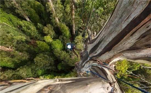 世界最高的樹木，至今生長原因成謎