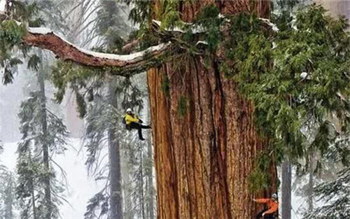 世界最高的樹木，至今生長原因成謎