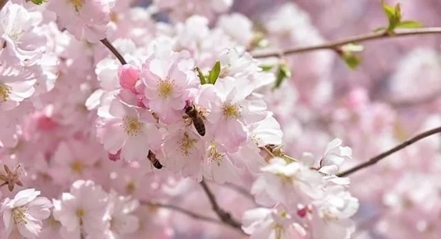 日本科學家成功研制出樹木釀造的酒精飲料