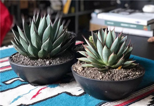 日本人對于瀕危植物的關(guān)注度遠(yuǎn)高于櫻花