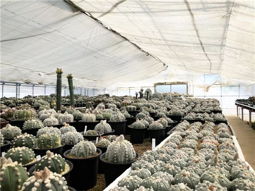 日本人對于瀕危植物的關(guān)注度遠(yuǎn)高于櫻花