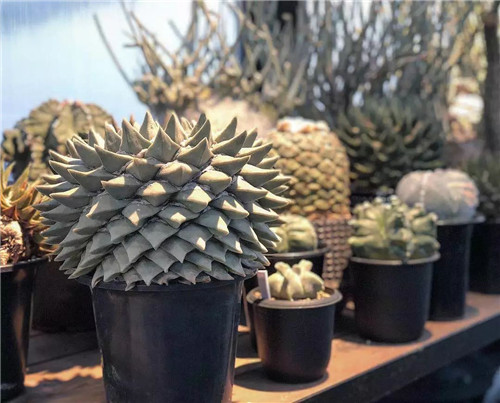 日本人對于瀕危植物的關(guān)注度遠(yuǎn)高于櫻花